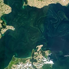 Blaualgen in der Ostsee am Greifswalder Bodden