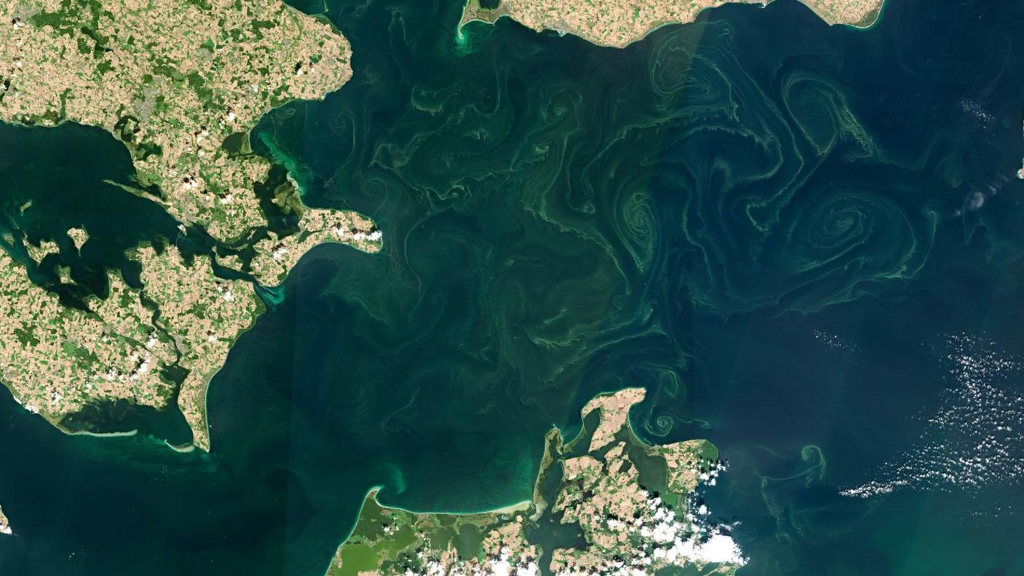 Blaualgen in der Ostsee am Greifswalder Bodden