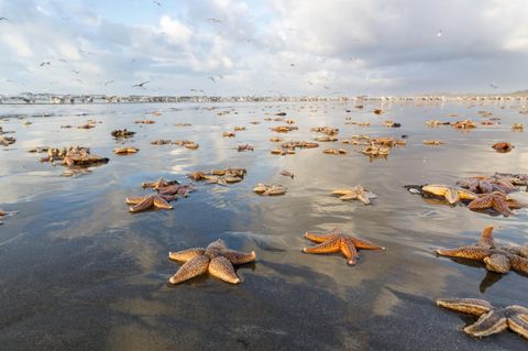 Lots of dead starfish on the dutch coast of "Wijk aan Zee".  After then storm the bottom of the sea is churned and many starfish were thrown on the beach. The beach has turned into a graveyard  for starfish. The image is taken with a wide angle lens. Far away in the background seagulls are enjoying the meal of starfish.