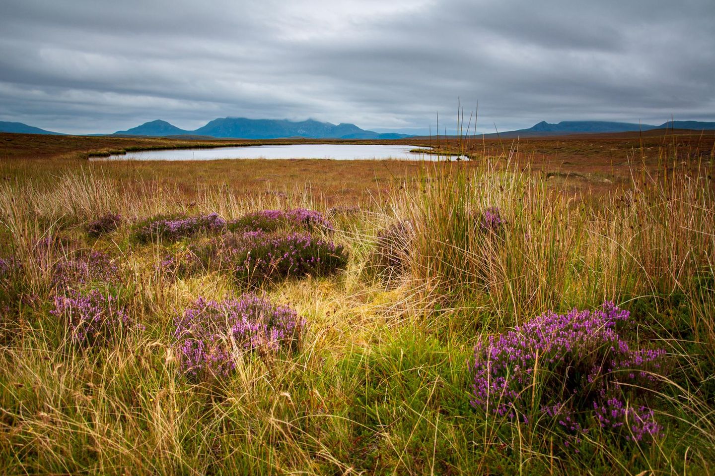 Flow Country, Schottland
