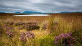 Flow Country, Schottland
