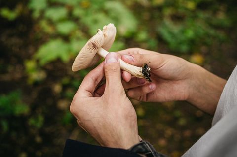 Pilze sammeln, Hände halten einen Pilz, Nahaufnahme