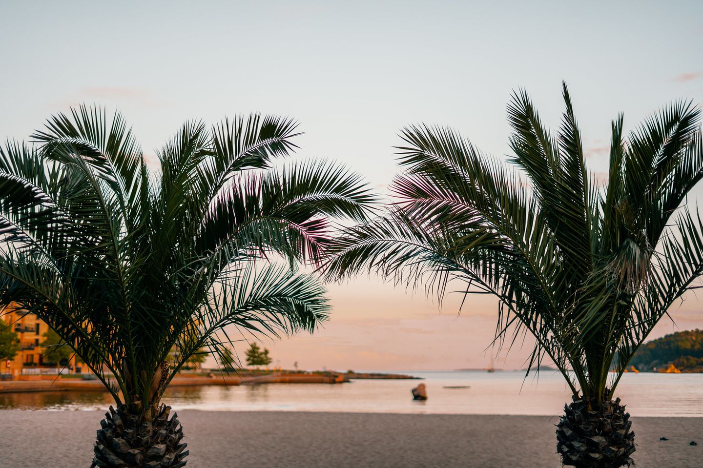 Bystranda: Relaxen in der norwegischen Sonne Bystranda in Kristiansand, im Vordergrund Palmen
