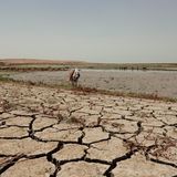 Ein Esel im ausgetrockneten Gebiet des Dukan-Sees
