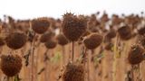 Verdorrte Sonnenblumenpflanzen zur Erntezeit in Tekirdag in der Türkei