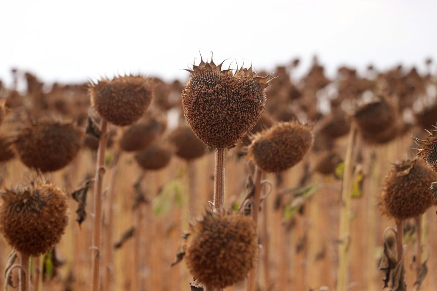 Verdorrte Sonnenblumenpflanzen zur Erntezeit in Tekirdag in der Türkei