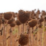 Verdorrte Sonnenblumenpflanzen zur Erntezeit in Tekirdag in der Türkei