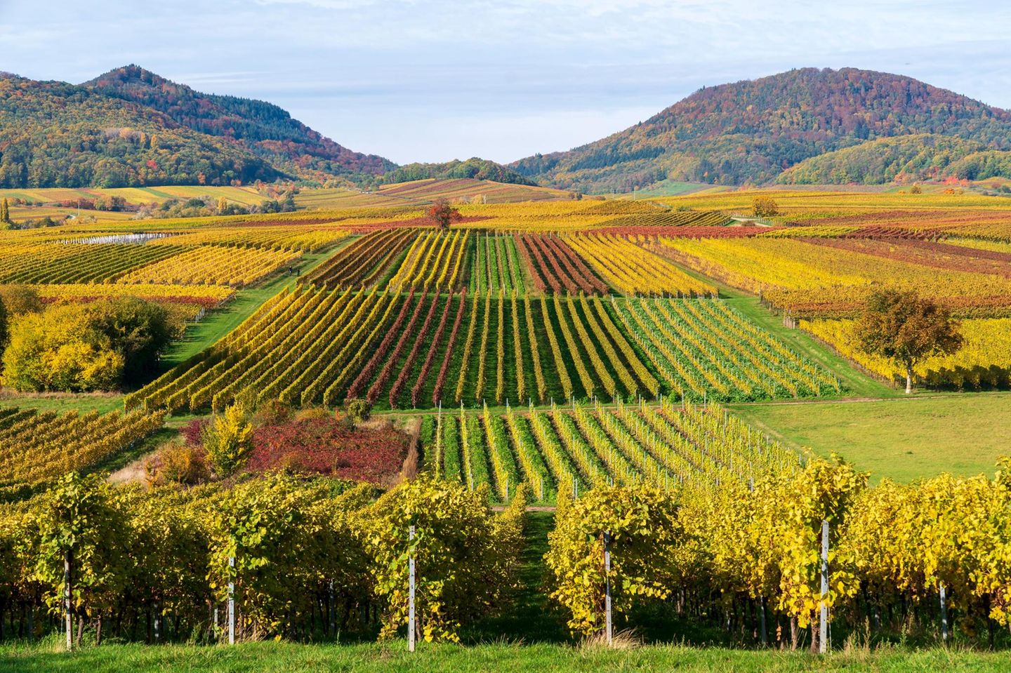 Vineyards in autumn colours, near Landau in der Pfalz, Southern Wine Route, Rhineland-Palatinate, Germany