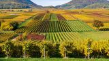 Vineyards in autumn colours, near Landau in der Pfalz, Southern Wine Route, Rhineland-Palatinate, Germany