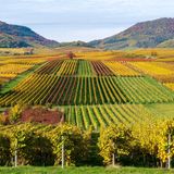 Vineyards in autumn colours, near Landau in der Pfalz, Southern Wine Route, Rhineland-Palatinate, Germany