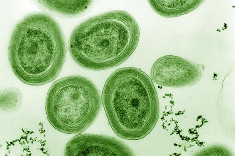 Prochlorococcus