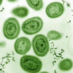Prochlorococcus