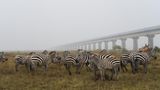 Zebras stehen neben einer Zugbrücke