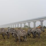 Zebras stehen neben einer Zugbrücke