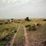 Busse, die mit Safaritouristen hinter zwei Löwen herfahren