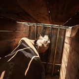 Ein Nashorn in einer Box