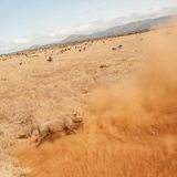 Ein Nashorn rennt weg