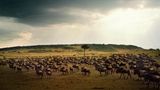 Eine Herde Gnus in der Landschaft