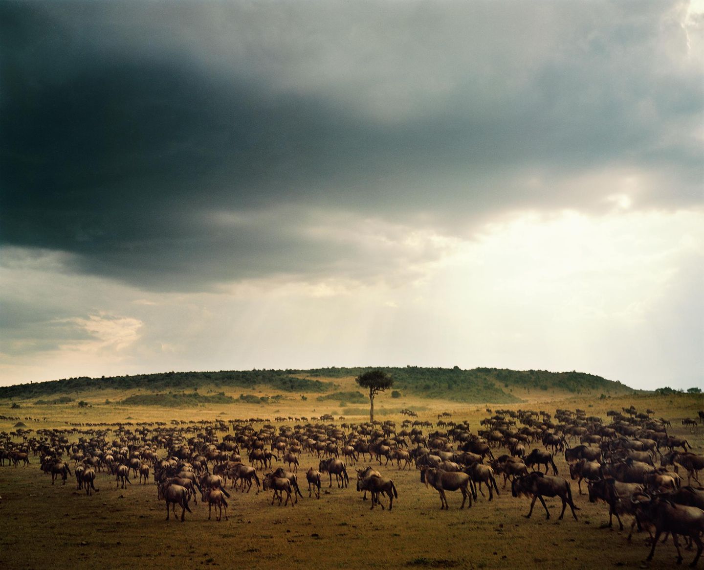 Ein bedrohtes Naturwunder Eine Herde Gnus in der Landschaft