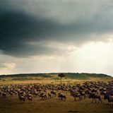 Eine Herde Gnus in der Landschaft