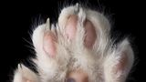 Katzenpfote