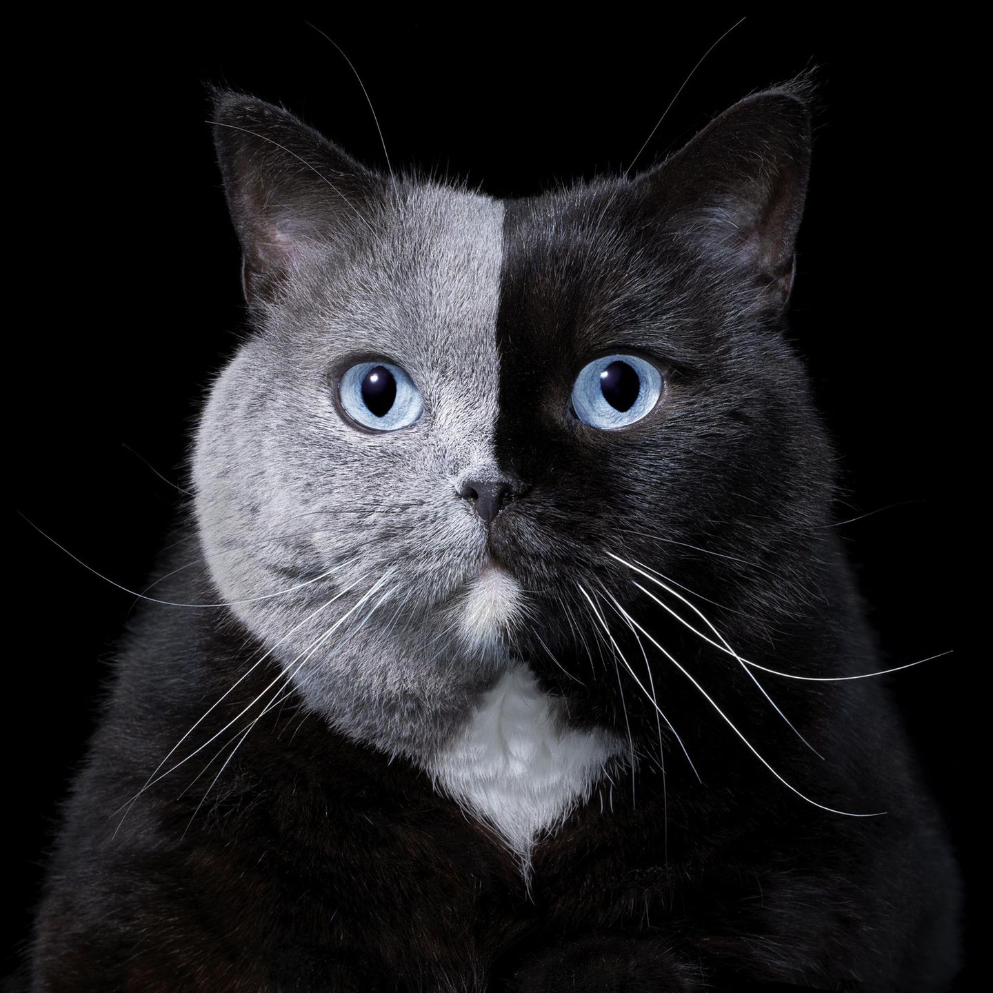 Britisch Kurzhaar-Katze
