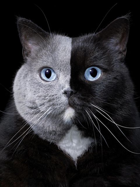 Britisch Kurzhaar-Katze