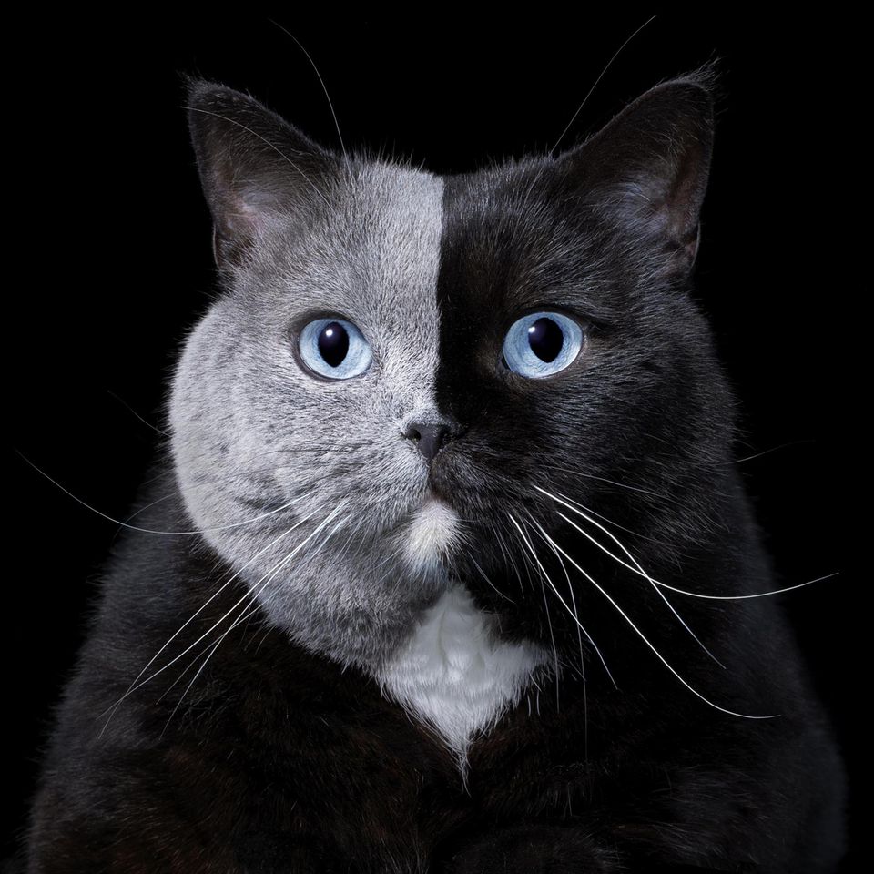 Britisch Kurzhaar-Katze