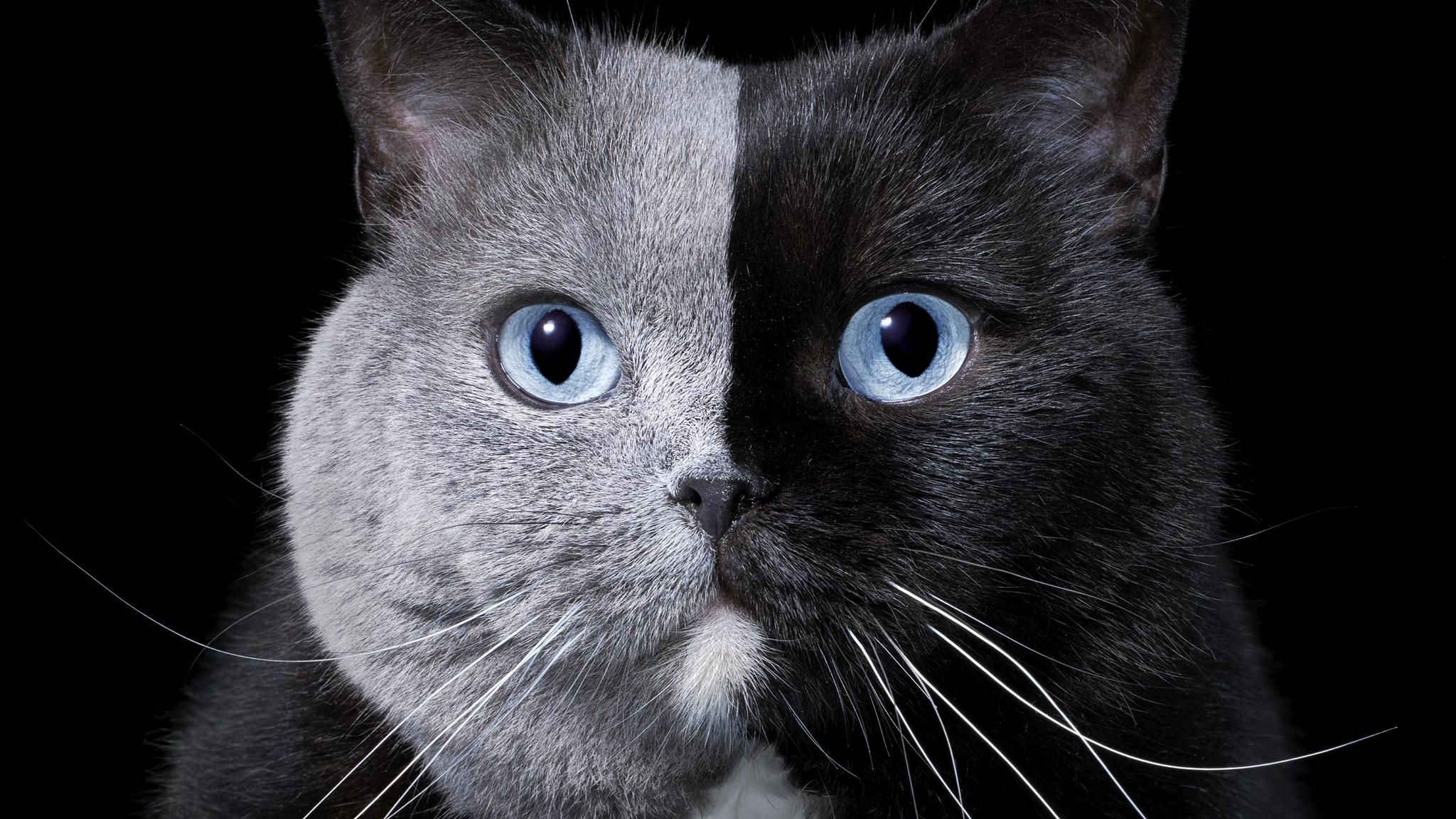 Britisch Kurzhaar-Katze