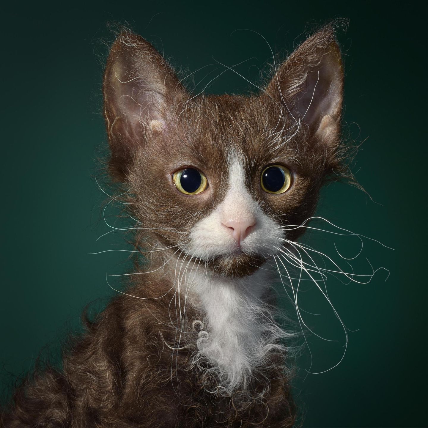 LaPerm-Katze