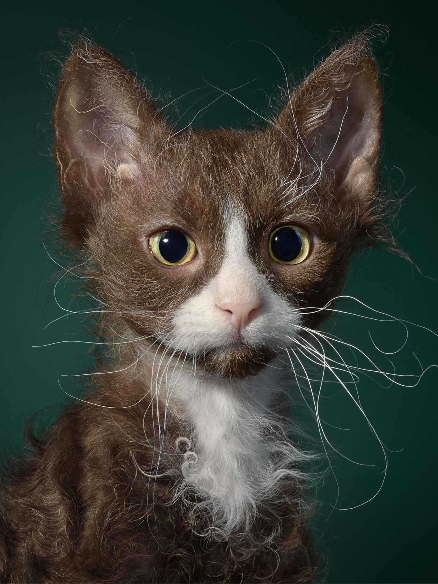 LaPerm-Katze