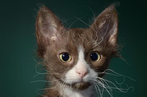 LaPerm-Katze