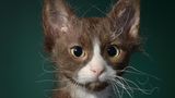 LaPerm-Katze