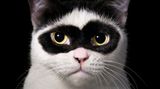 Buchcover "Katzen" von Tim Flacht