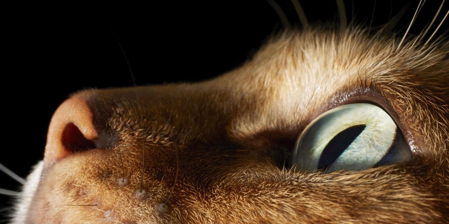 Katze