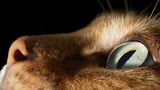 Katze
