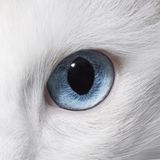 Türkisch Angora Katze