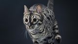 Rennende Bengalkatze