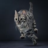 Rennende Bengalkatze