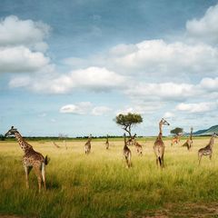 Giraffen streifen durch Savanne
