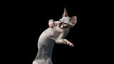 Sphynxkatze springend