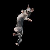 Sphynxkatze springend