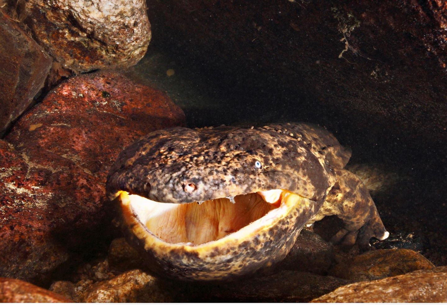Riesensalamander: existiert seit 220 Mio. Jahren Riesensalamander