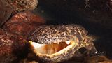 Riesensalamander