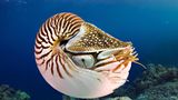 Nautilus