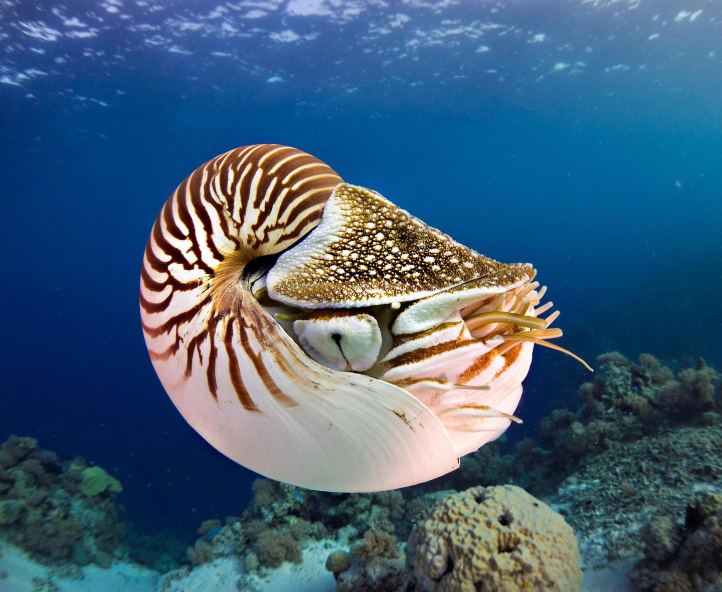 Nautilus