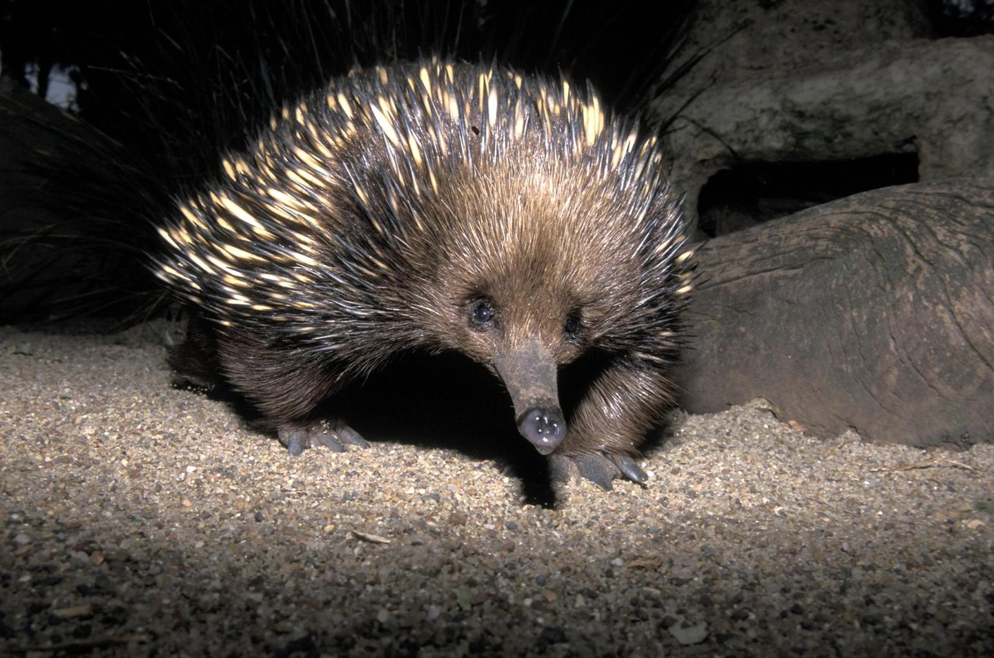 Schnabeligel