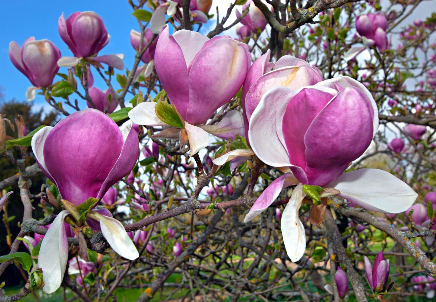Magnolie