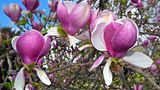 Magnolie