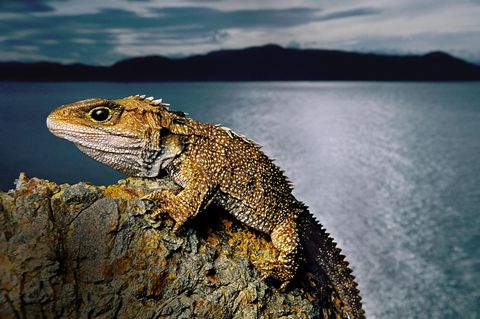 Klasse: Reptilien   Größe: bis zu 80 Zentimeter lang  Während der moderne Mensch vermutlich vor gerade einmal 200.000 Jahren entstanden ist, leben Brückenechsen wohl schon 600-mal länger auf der Erde – und haben sich in dieser Zeit fast nicht gewandelt. Zum Erfolgsrezept des hauptsächlich in der Dämmerung und Nacht aktiven Reptils, das sich auf einigen Inseln Neuseelands erhalten hat, zählt vielleicht seine Genügsamkeit: Im Winter kommt das Tier bis zu sechs Monate ohne Nahrung aus und reduziert seine Atemfrequenz auf einen Zug pro Stunde.